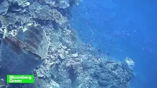 Bloomberg Green: Saving the Seas With Conservationist Enric Sala