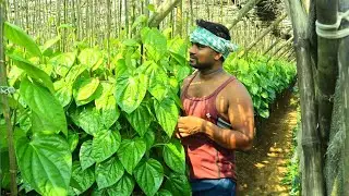 Village Betel Leaves Collecting @mixlifenature