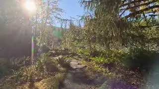 Hoh River Trail