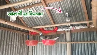 হাটে গিয়ে আকাশী নর সংগ্রহ করলাম | Palash Pigeon Vlog