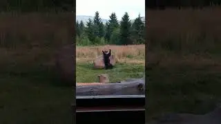 Dancing Bear 🐻. Young Female Brown Bear Scratching Her Back To The Rock 🪨