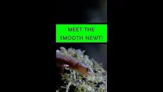 Meet the Smooth Newt!