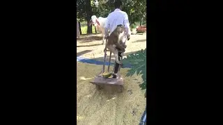 Jason Lovely Moment Friendly Enjoy Help Uncle Collect The Rice Seed To Dry