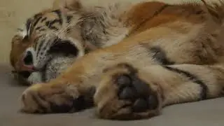 ぐっすり