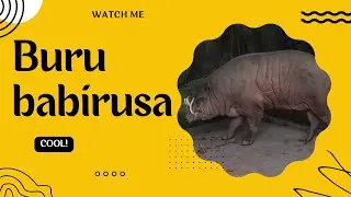 🐗 Buru Babirusa: The Pig-Deer with Twisted Tusks | Amazing Planet 🌍