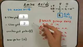 Day4 Amino Acids and Proteins