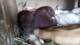 CONHECENDO UM POUCO DOS POMBOS COMUNS.