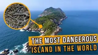 Snake Island: The Most Dangerous Place on Earth