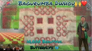 Bagurumba Dwhou 🙌❤️😍|| 10,000 Beautiful Butterfly’s 🦋(world record) “Jai Boro Harini” 