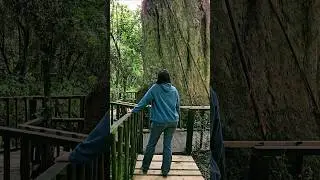 🌲 Woodville Big Tree 🌲 #acoupleenroute #bigtree #hikingadventures #hiking #forest #nature