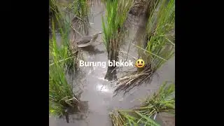 burung blekok sawah 😃