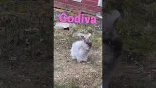 English Angora Rabbit Enjoying the Wind in her Ears 🐰#bunnylife #englishangora #bunnyplay #angora