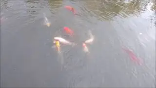 Koi Carp - Cyprinus Rubrofuscus - Nishikigoi (Brocaded Carp)