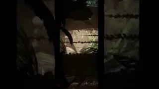 Primal Carnage : extinction pachycepalosaurus revealed !!!!!