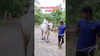 #ongole#bulls#trending#rk#dvr#pr#mcor#bulls#@chalivendrapalemtigers1116#keshava#B.U.K ONGOLE BULLS