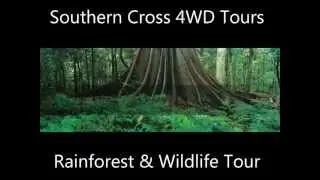 Rainforest and Wildlife Tour