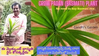 how to grow pandan plant and benefits | బాస్మతి సువాసాన్నిచ్చే మొక్క | Basmati Plant
