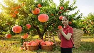Harvesting 1000+Kg Giant Peach Fruit In Someone  Garden To Sell At Market