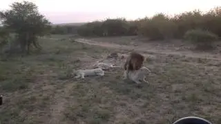 Rare footage of white lions mating