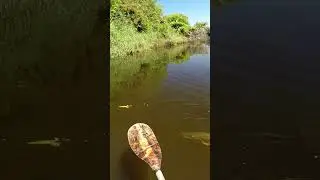 Pike Smash The Duck Lure!