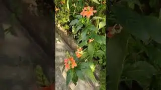 #galilo#chindulese#jendala#,🌲🌲🪴🪴garden lo kanakambaralu ,@nature@view