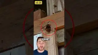 How Japanese Honeybees Take Down A Murder Hornet!