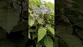 Sacred fig | Peepal tree #shortvideo #trending #viralvideo #reels #shorts