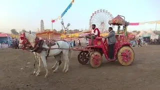 Horse baggi | sarankheda chetak festival | sarankheda ghoda Mandi | pashu premi | horses