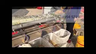 Automatic Green orange strawberry kiwi fruit sorting machine strawberry separator sorter grader