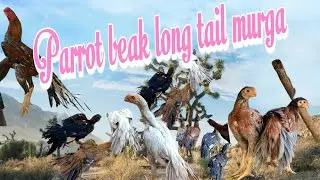 Top quality parrot beak Tamper tail murga.in Dipak Aseel farm West Bengal ( contact no - 7797311766)