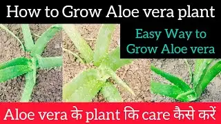 How To Grow Aloe Vera From Leaf | aloe vera Care |