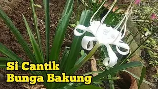 Mengenal Bunga Bakung | Bunga desa yang indah