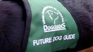 Lions Foundation of Canada Dog Guides debuts August 20 on AMI-tv