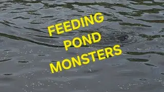 FEEDING POND MONSTERS