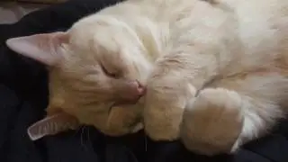 cat snoring while sleeping