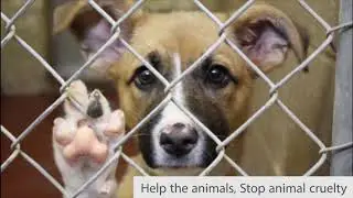 Beauty Without Cruelty