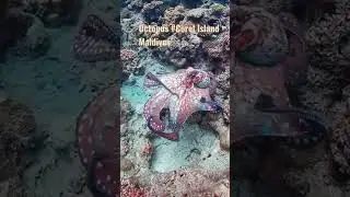 Corel Island #beautiful #octopus