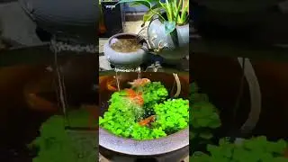 Mini Waterfall Fish Tank Setup 🐠💦 | Relaxing Aquarium Design Idea #shorts