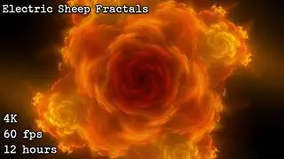 Electric Sheep Fractals 4K 60fps 12 hours ambient animation