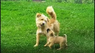 Mama si puiul - Catei Jucausi