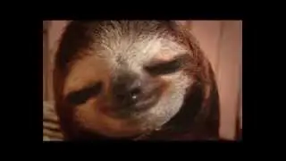 New Animal Planet Meet the Sloths series trailer (2013)