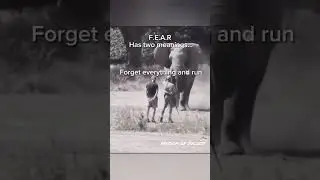 Fear is a choice 🔥💯 || Wisdom of Success #motivation #inspirationalquotes #successdaily #shorts