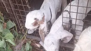 സ്വപ്നങ്ങളേക്കാൾ മനോഹരമാണ് ജീവിതം... ജീവിക്കാൻ അറിയാമെങ്കിൽ. എല്ലാവർക്കും ലൈവിലേക്ക് സ്വാഗതം 🥰🥰🥰🥰