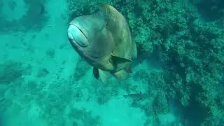 Рыба &ndash; Наполеон  в бухте Sharks bay. The Napoleon fish. Red sea. Egypt. Великолепный подводный мир