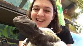 Визит к Чуи, САМОМУ КРАСИВОМУ малийскому шипохвосту!