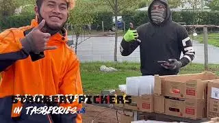 Strawberry pickers in tasmania berries