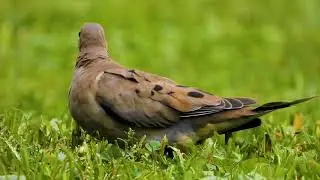 Wild and Domestic Birds: How They Adapt to Changing Environments