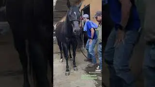 Aplomos de Veneno
