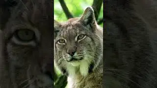 Lynx Predator: The Dangerous Hunter #nature #wildlife