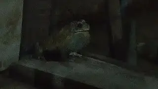 frog sounds at night